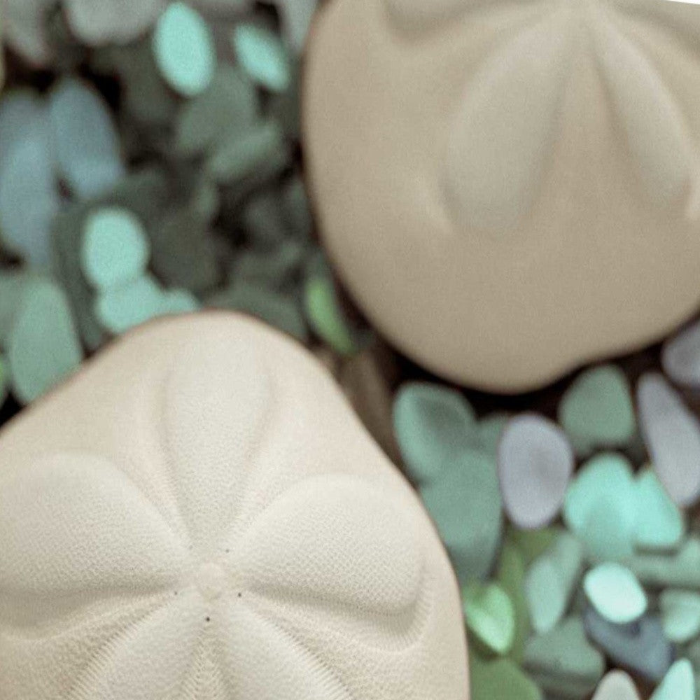 HomeRoots 12" Two Sandollars and Seaglass 3 Giclee Wrap Canvas Wall Art