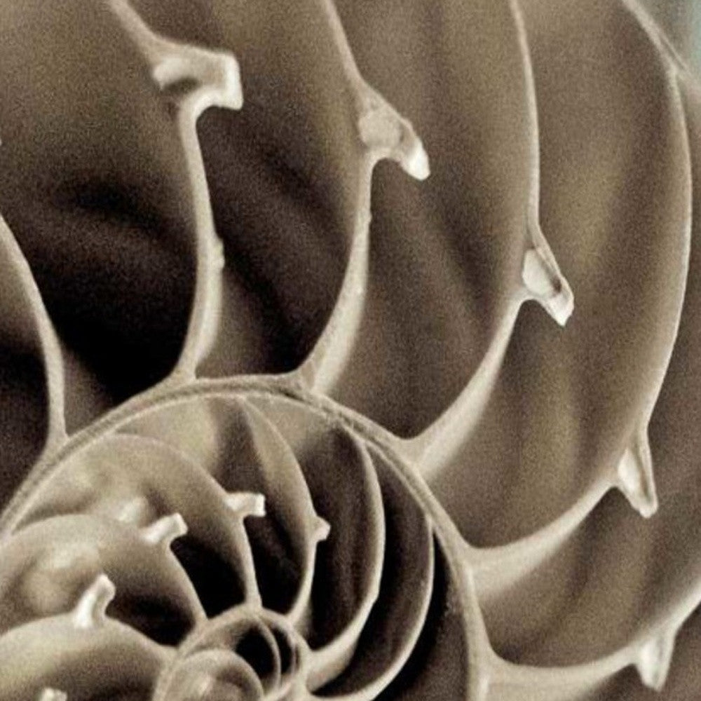 HomeRoots 14" Snailshell and Seaglass 1 Giclee Wrap Canvas Wall Art