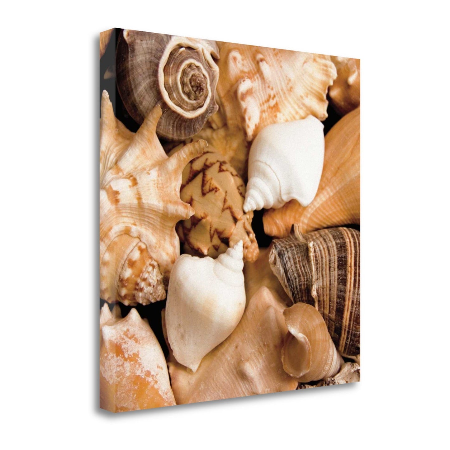 HomeRoots 22" Bohemian Coastal Collection of Seashells Print on Gallery Wrap Canvas Wall Art