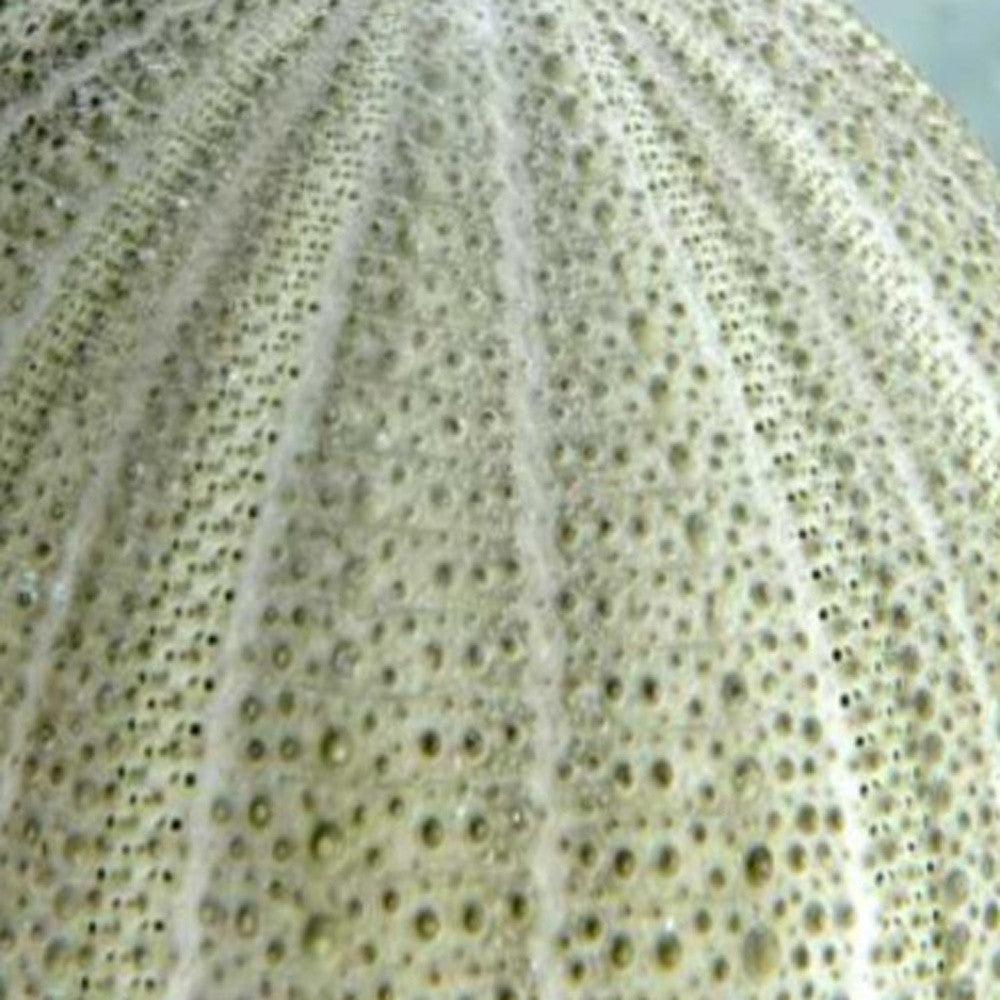 HomeRoots 23" Sea Urchin and Green Seaglass Giclee Wrap Canvas Wall Art