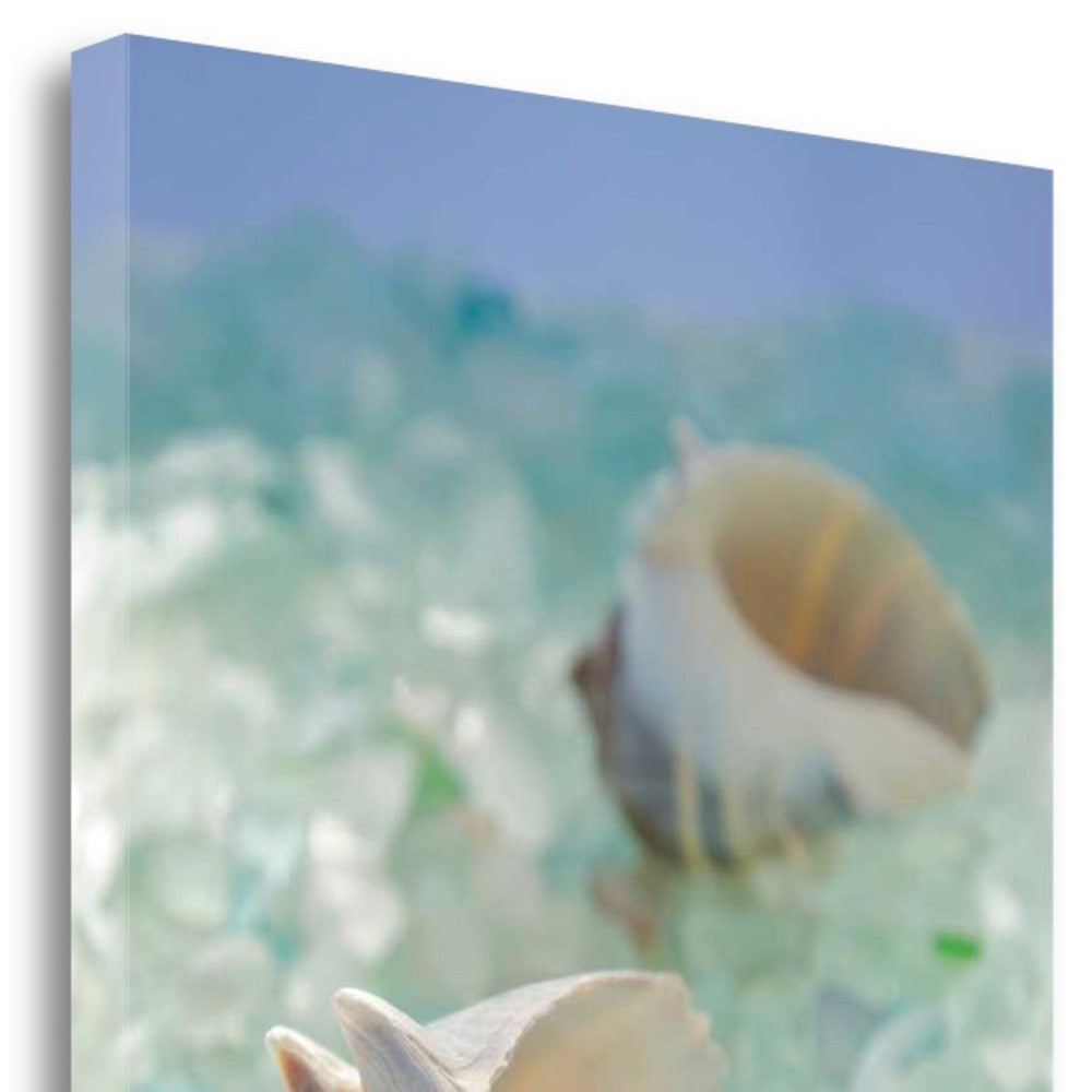 HomeRoots 1" Conchshell and Seaglass Giclee Wrap Canvas Wall Art