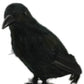 HomeRoots 11" Black Faux Feather Crow Sculpture