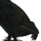 HomeRoots 11" Black Faux Feather Crow Sculpture