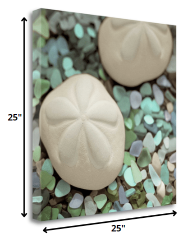 HomeRoots 12" Two Sandollars and Seaglass 2 Giclee Wrap Canvas Wall Art