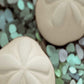 HomeRoots 12" Two Sandollars and Seaglass 2 Giclee Wrap Canvas Wall Art