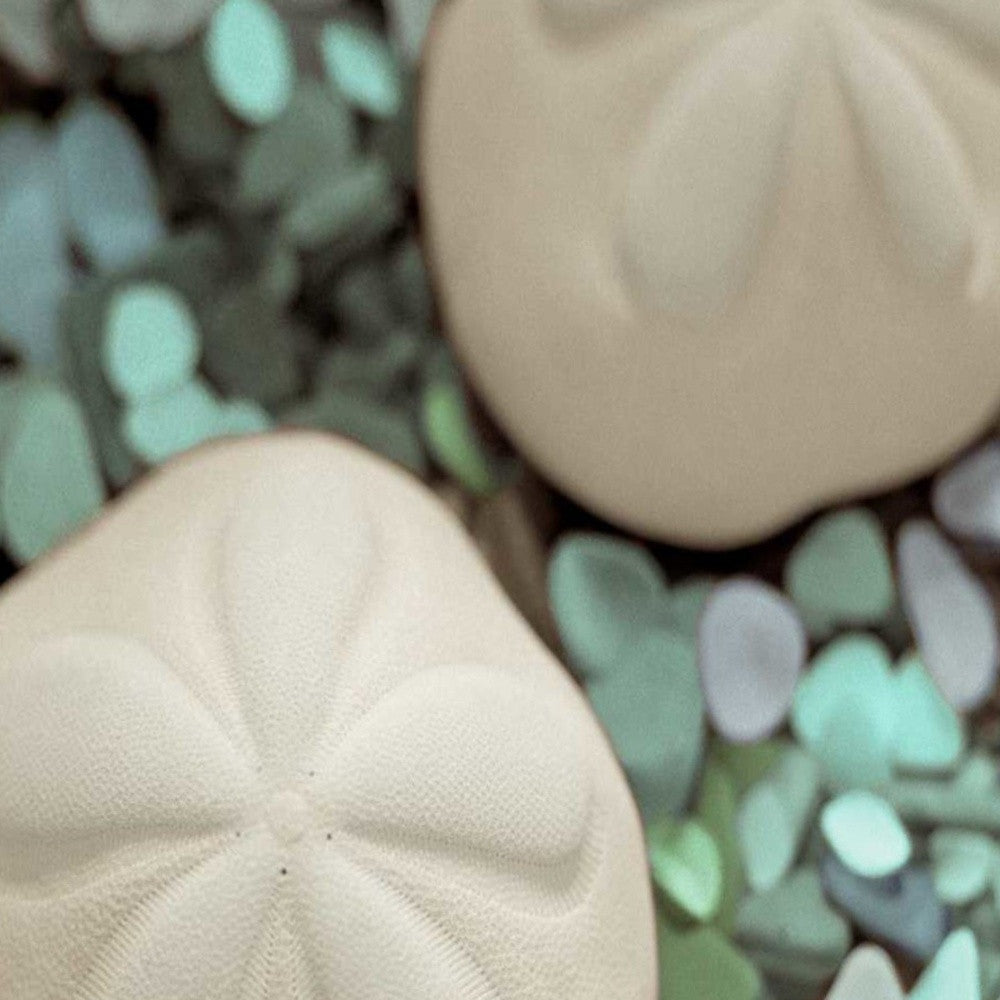 HomeRoots 12" Two Sandollars and Seaglass 2 Giclee Wrap Canvas Wall Art