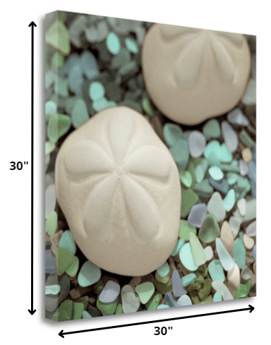 HomeRoots 12" Two Sandollars and Seaglass 3 Giclee Wrap Canvas Wall Art
