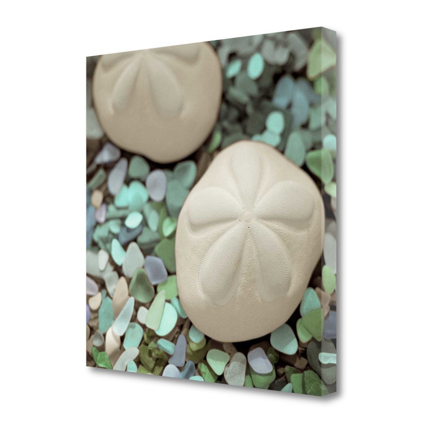 HomeRoots 12" Two Sandollars and Seaglass 3 Giclee Wrap Canvas Wall Art