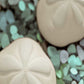HomeRoots 12" Two Sandollars and Seaglass 3 Giclee Wrap Canvas Wall Art