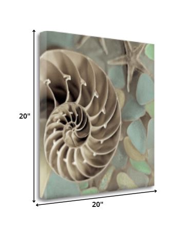 HomeRoots 14" Snailshell and Seaglass 1 Giclee Wrap Canvas Wall Art