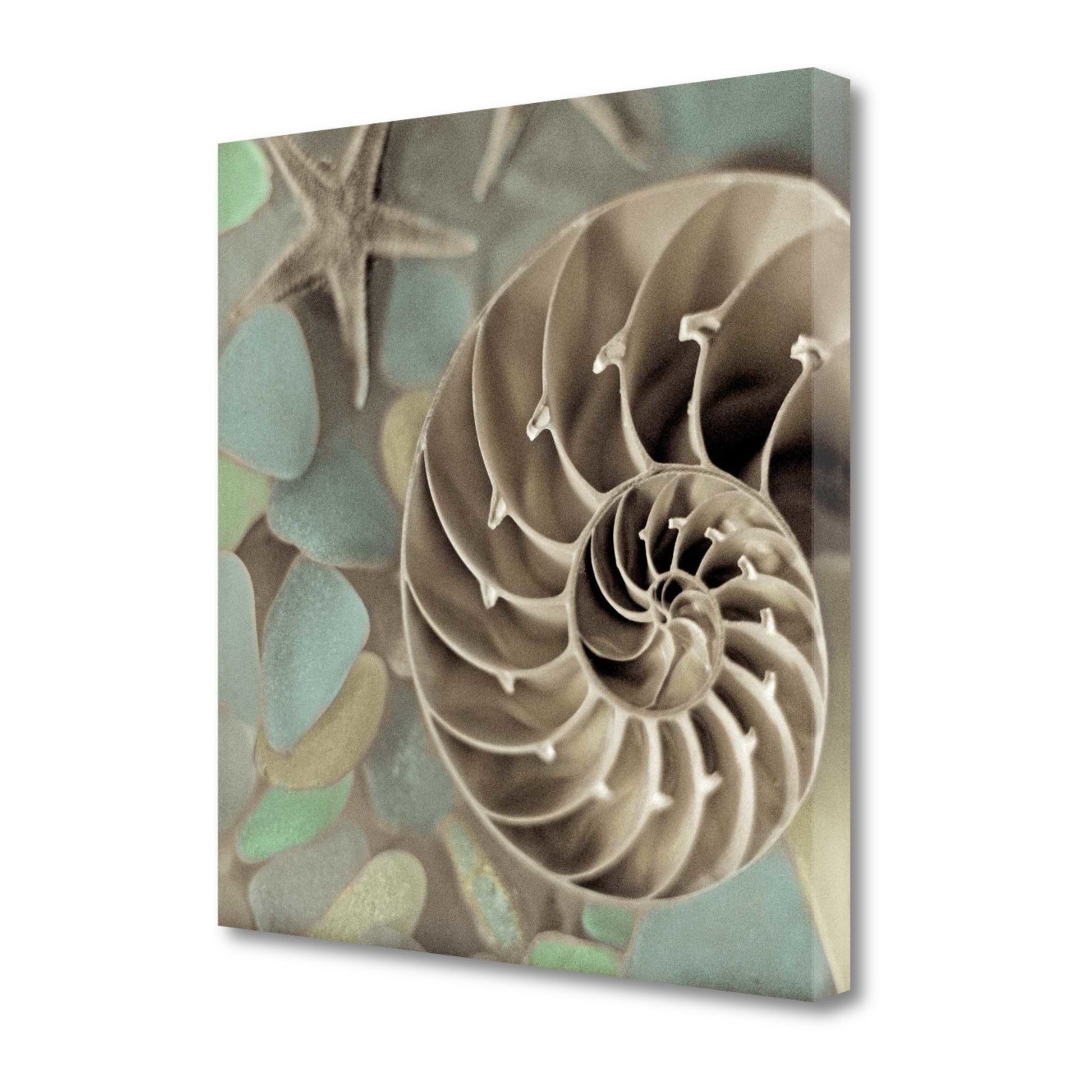 HomeRoots 14" Snailshell and Seaglass 2 Giclee Wrap Canvas Wall Art
