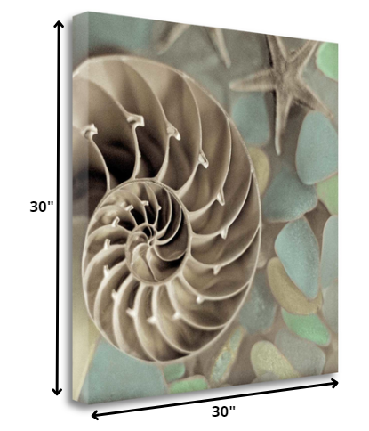 HomeRoots 14" Snailshell and Seaglass 3 Giclee Wrap Canvas Wall Art