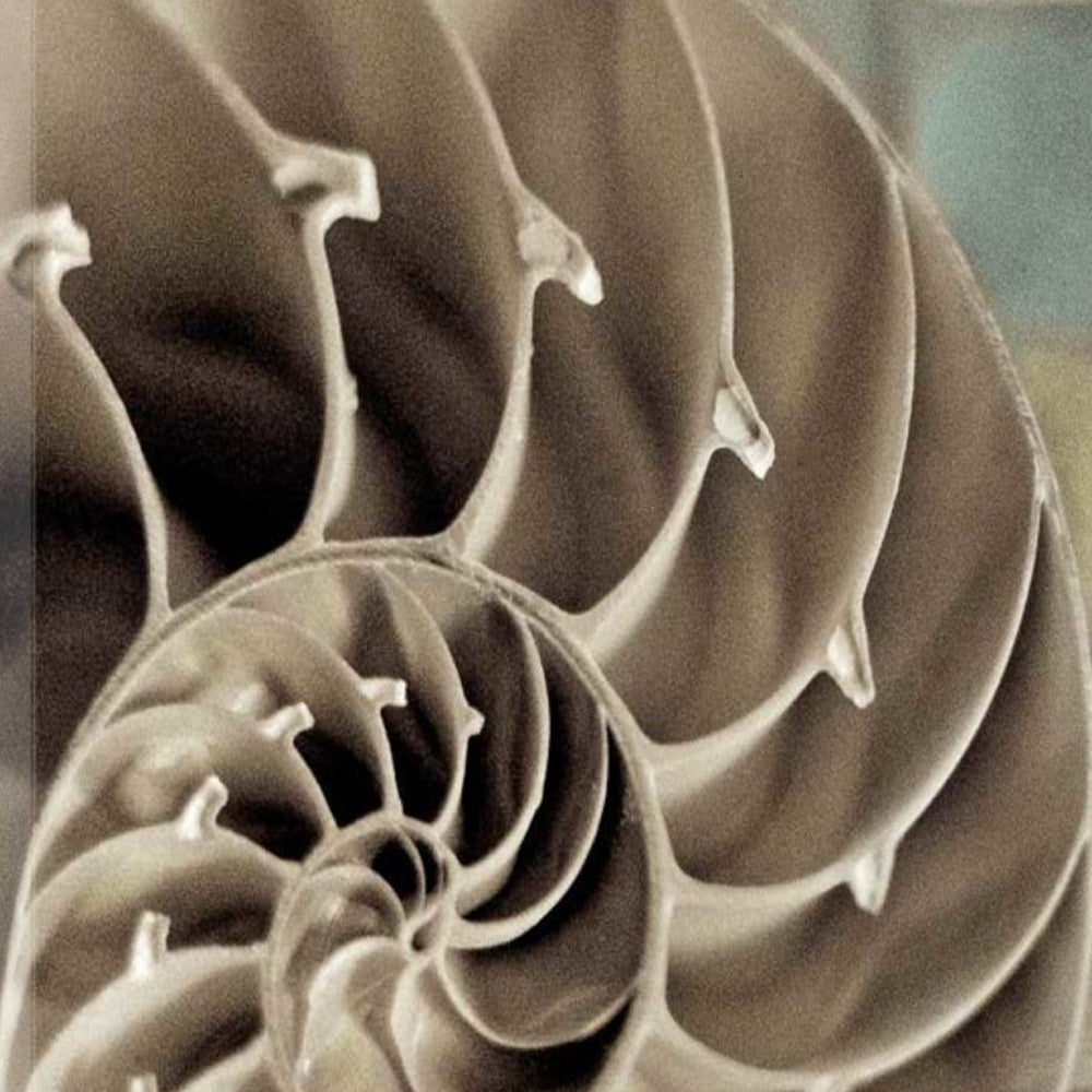 HomeRoots 14" Snailshell and Seaglass 3 Giclee Wrap Canvas Wall Art