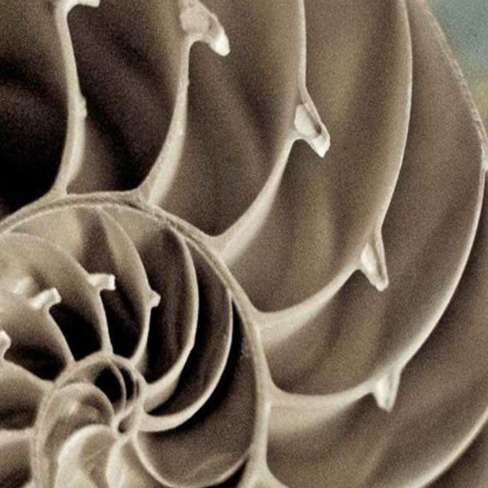 HomeRoots 14" Snailshell and Seaglass 3 Giclee Wrap Canvas Wall Art