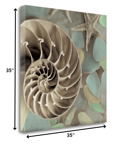 HomeRoots 14" Snailshell and Seaglass 4 Giclee Wrap Canvas Wall Art