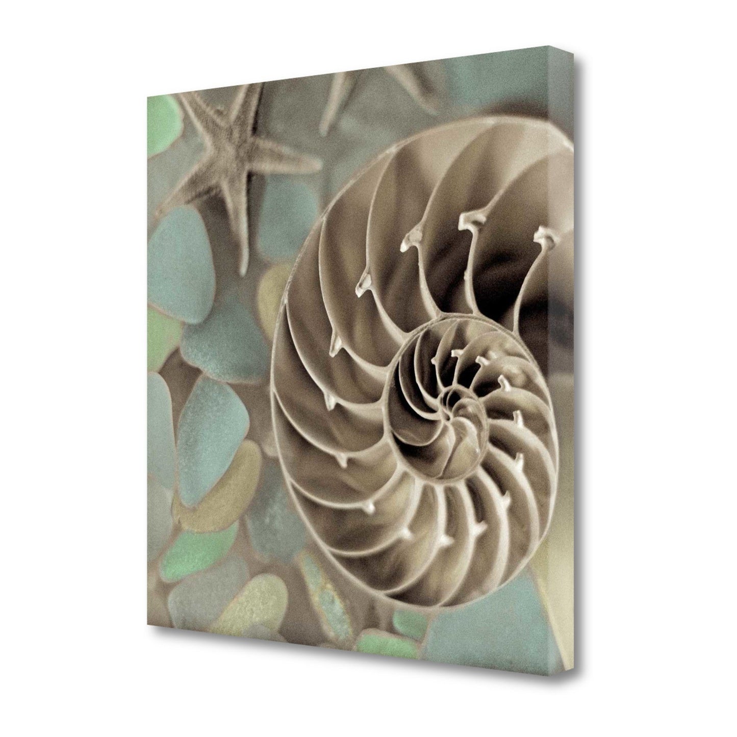 HomeRoots 14" Snailshell and Seaglass 4 Giclee Wrap Canvas Wall Art