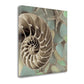 HomeRoots 14" Snailshell and Seaglass 4 Giclee Wrap Canvas Wall Art