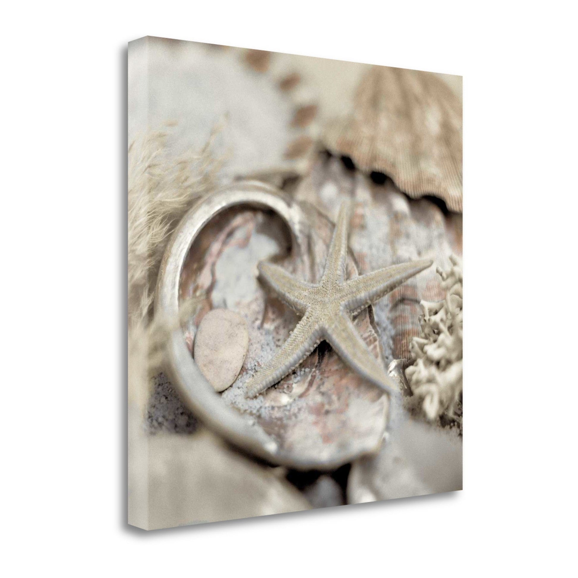 HomeRoots 15" Sandy Starfish and Seashells 3 Giclee Wrap Canvas Wall Art