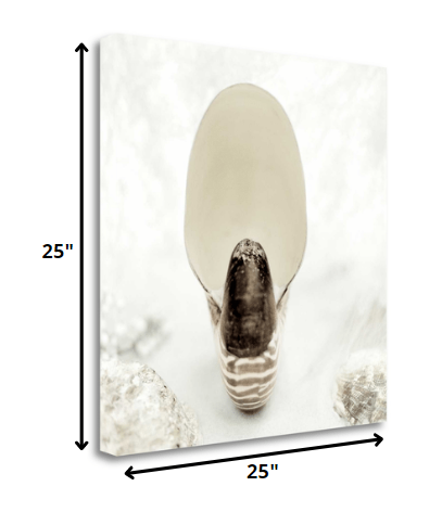 HomeRoots 16" Seashell Bulb 2 Giclee Wrap Canvas Wall Art