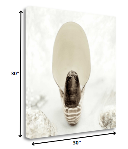 HomeRoots 16" Seashell Bulb 3 Giclee Wrap Canvas Wall Art
