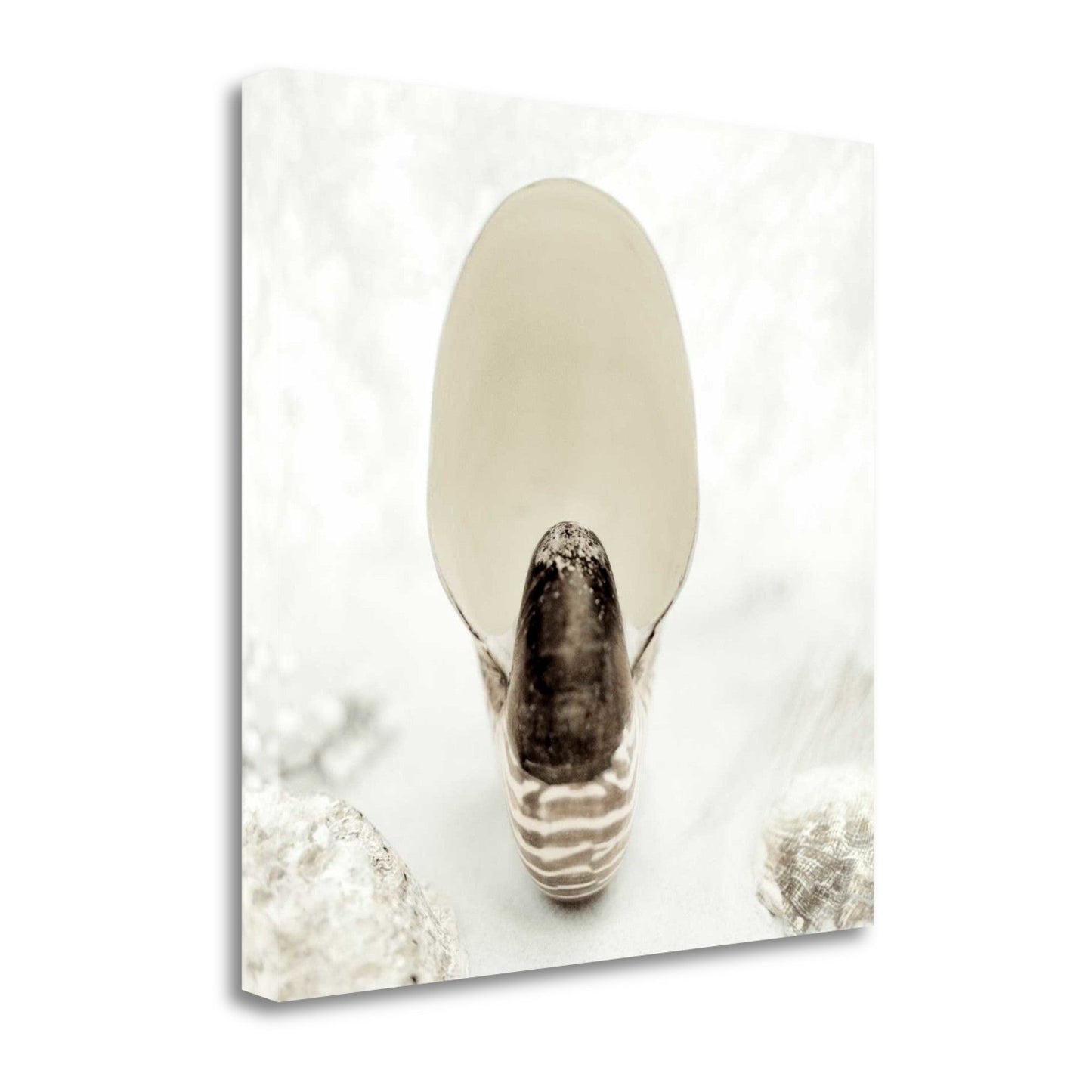 HomeRoots 16" Seashell Bulb 3 Giclee Wrap Canvas Wall Art