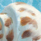 HomeRoots 18" Mod Blue Scroll Coastal Conch 2 Giclee Wrap Canvas Wall Art