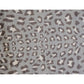 HomeRoots 2' x 3' Gray and Brown Cheetah Washable Floor Mat