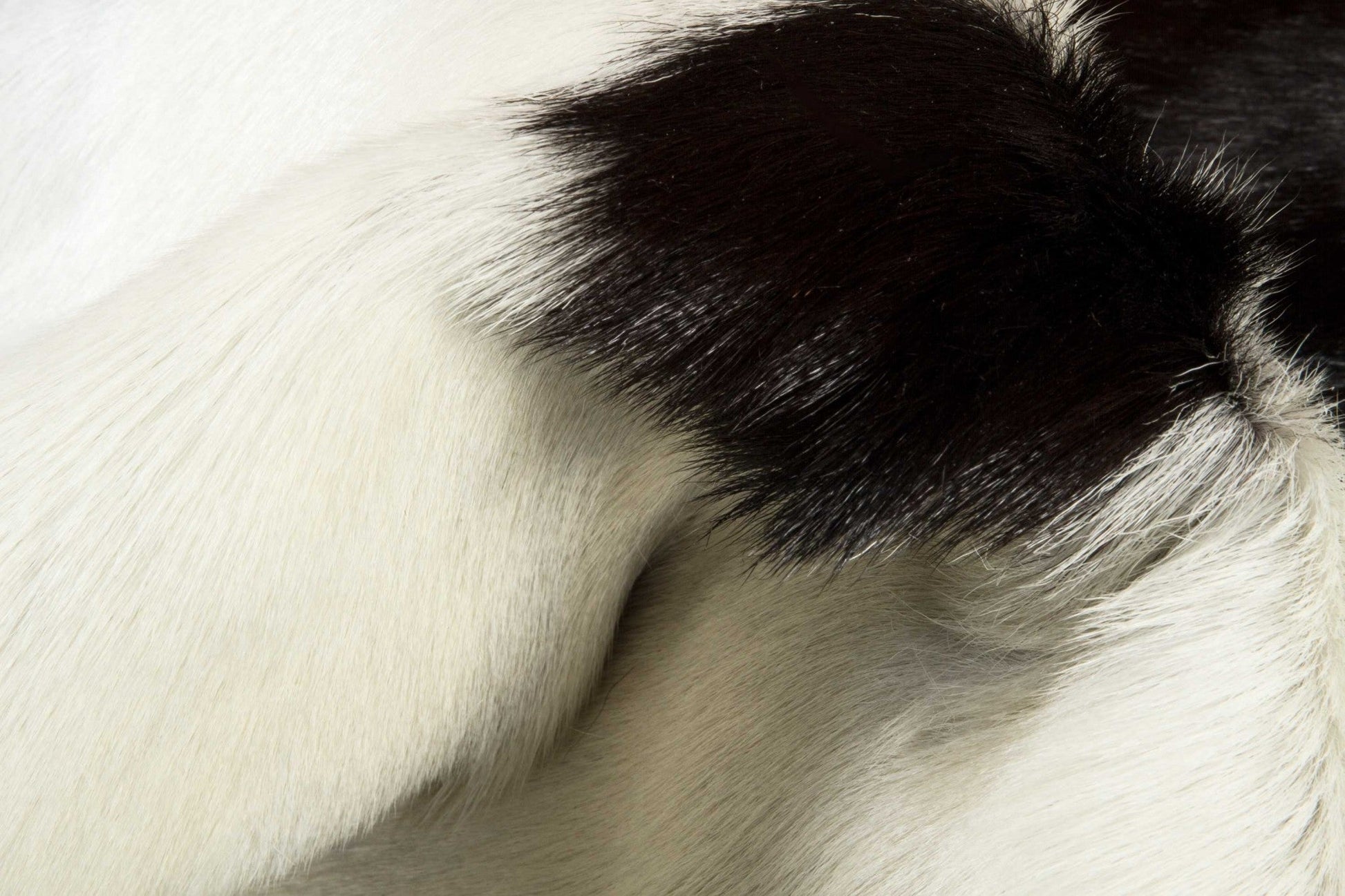 HomeRoots 2' x 3' Natural Black and White Calfskin Area Rug