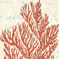 HomeRoots 20" Fancy Orange Underwater Coral 1 Giclee Wrap Canvas Wall Art