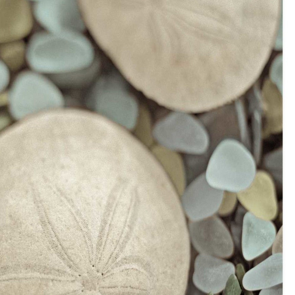 HomeRoots 20" Sand Dollar and Seaglass Giclee Wrap Canvas Wall Art