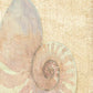HomeRoots 20" Soft Pastel Seashell Giclee Wrap Canvas Wall Art