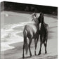 HomeRoots 21" Black and White Two Cuddling Mustangs Giclee Wrap Canvas Wall Art