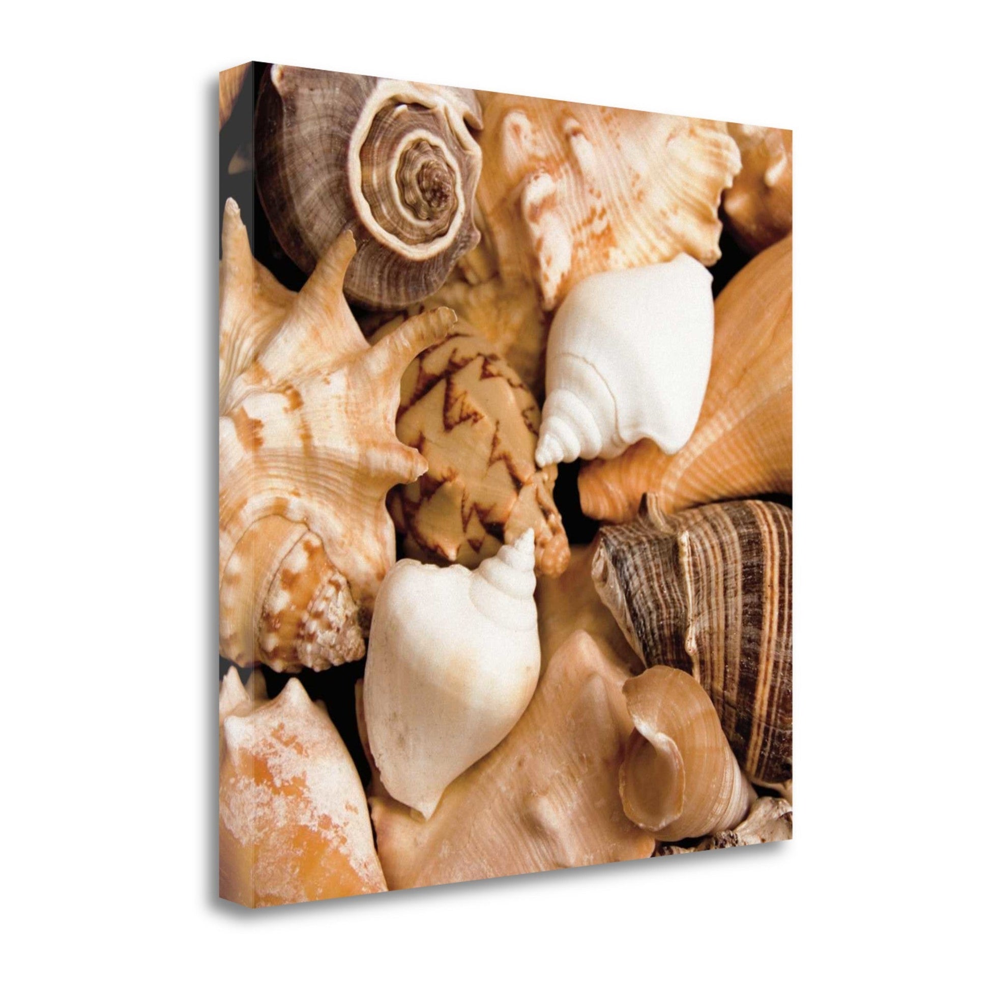 HomeRoots 22" Bohemian Coastal Collection of Seashells Print on Gallery Wrap Canvas Wall Art