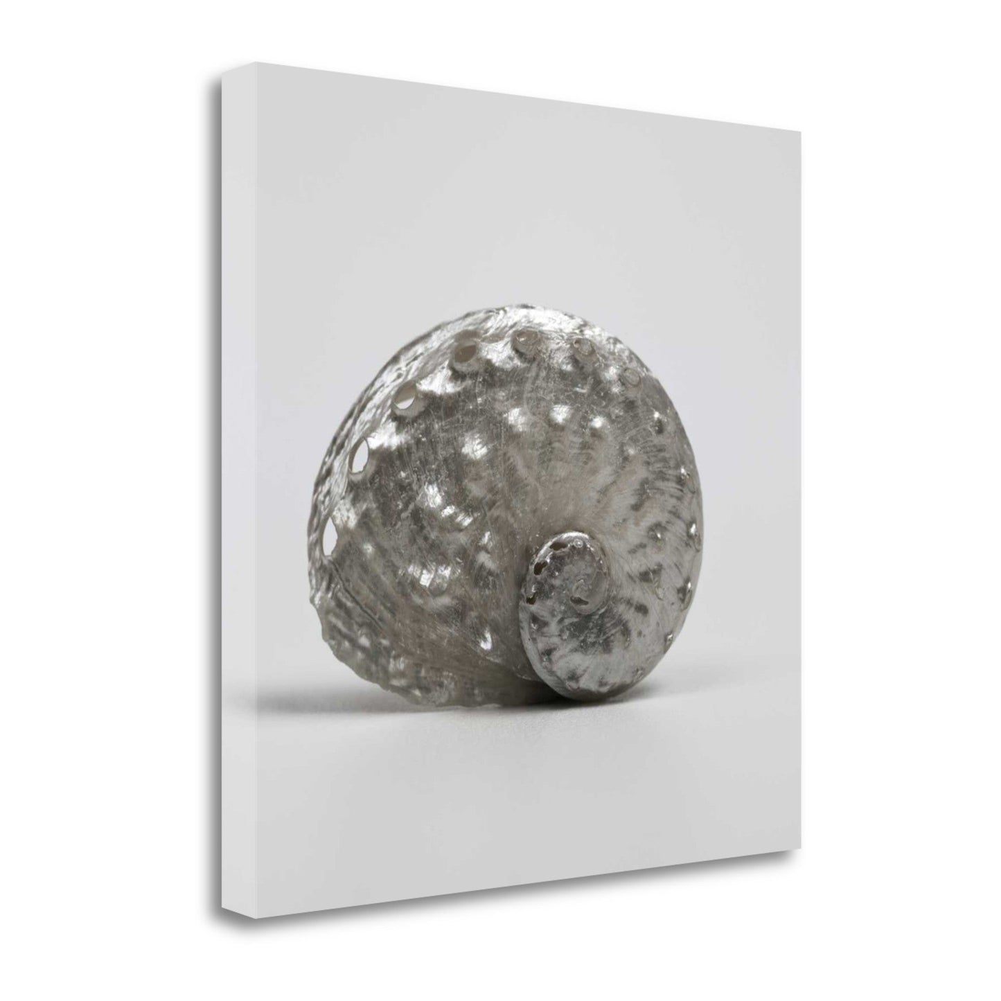 HomeRoots 22" Contemporary Metallic Silver Shell Print on Gallery Wrap Canvas Wall Art