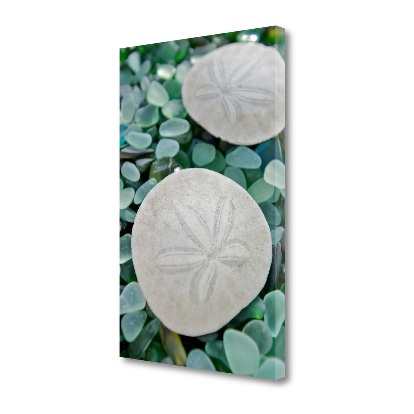 HomeRoots 22" Two Sandollars and Colorful Seaglass Giclee Wrap Canvas Wall Art