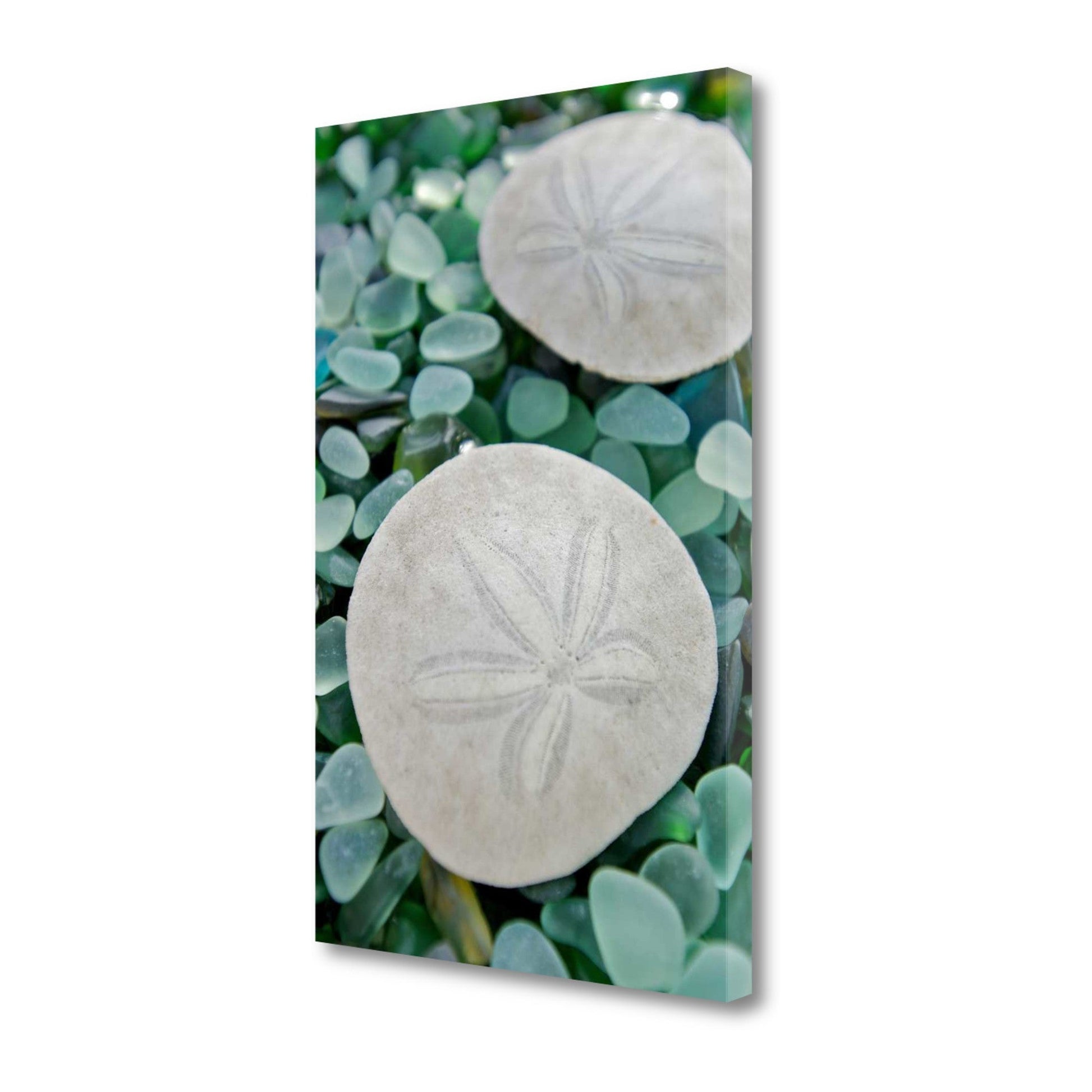 HomeRoots 22" Two Sandollars and Colorful Seaglass Giclee Wrap Canvas Wall Art