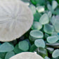 HomeRoots 22" Two Sandollars and Colorful Seaglass Giclee Wrap Canvas Wall Art