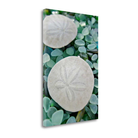 HomeRoots 22" Two Sandollars and Colorful Seaglass Giclee Wrap Canvas Wall Art