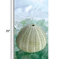 HomeRoots 23" Sea Urchin and Green Seaglass Giclee Wrap Canvas Wall Art