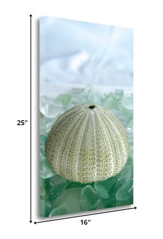 HomeRoots 23" Sea Urchin and Green Seaglass Giclee Wrap Canvas Wall Art