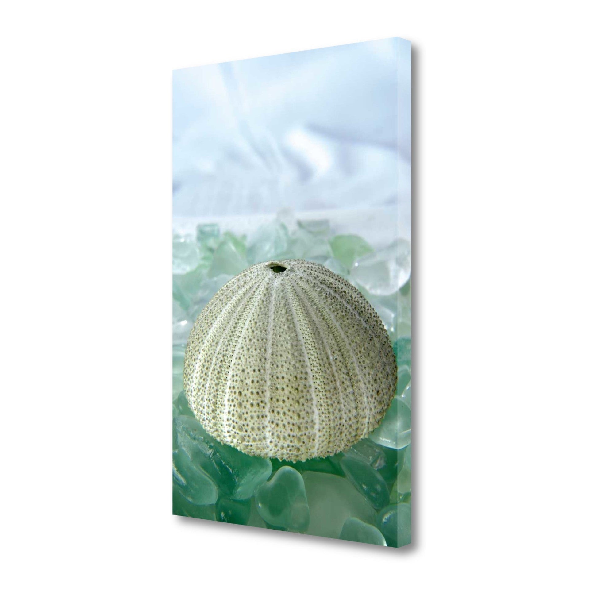 HomeRoots 23" Sea Urchin and Green Seaglass Giclee Wrap Canvas Wall Art