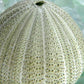 HomeRoots 23" Sea Urchin and Green Seaglass Giclee Wrap Canvas Wall Art