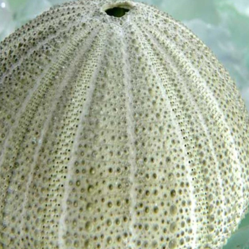 HomeRoots 23" Sea Urchin and Green Seaglass Giclee Wrap Canvas Wall Art