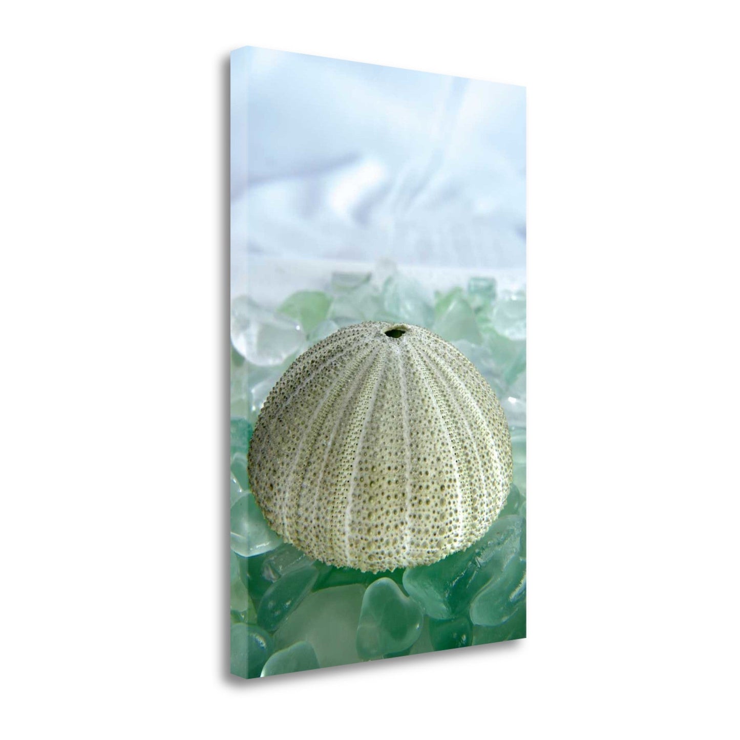 HomeRoots 23" Sea Urchin and Green Seaglass Giclee Wrap Canvas Wall Art