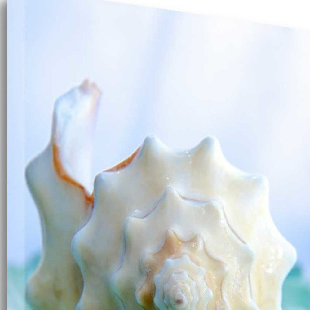 HomeRoots 24" Conchshell and Blue Seaglass Giclee Wrap Canvas Wall Art
