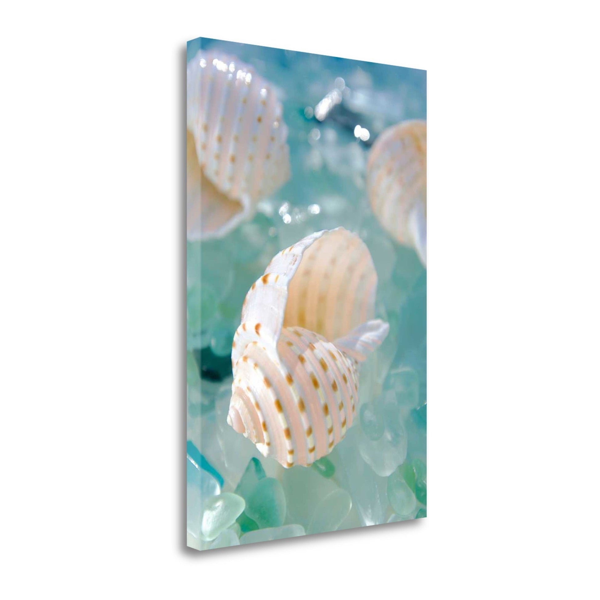 HomeRoots 24" Seashell and Seaglass Giclee Wrap Canvas Wall Art