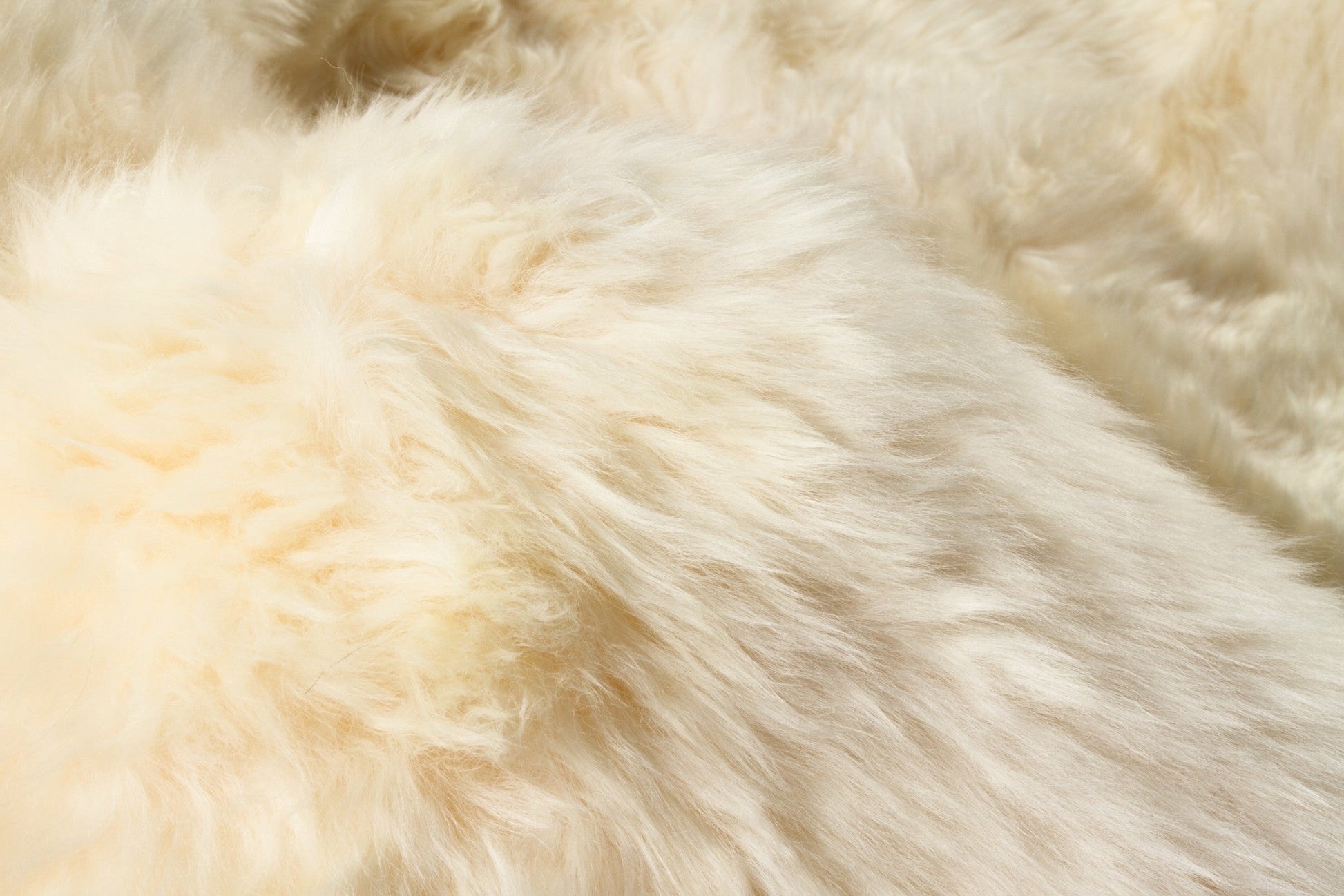HomeRoots 24" x 36" x 1.5" Single Sheepskin Area Rug With Gold Finish