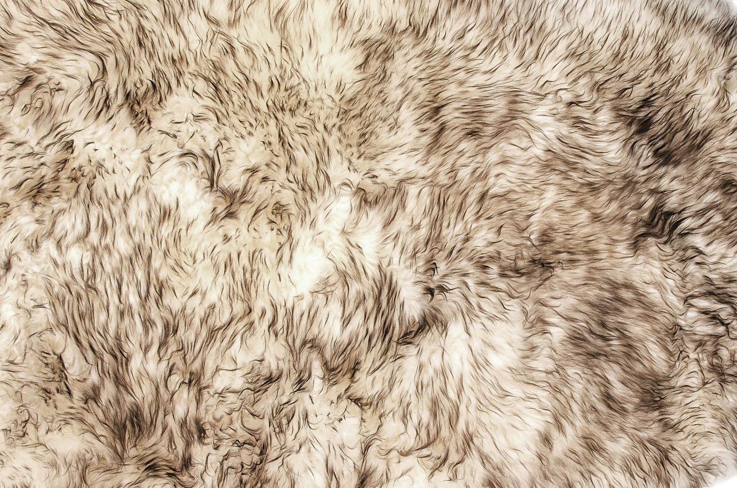 HomeRoots 24" x 36" x 2" New Zealand Single Sheepskin Rug With Gradient Chocolate Finish