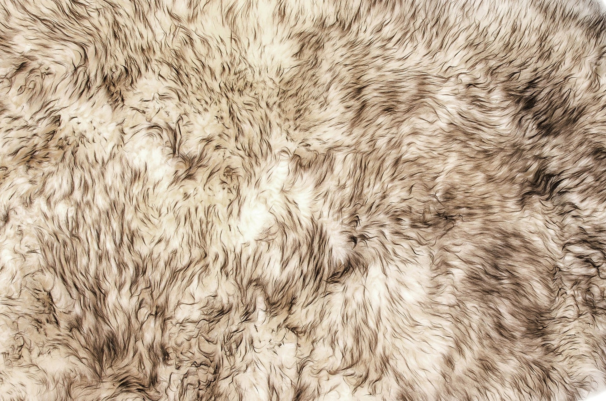HomeRoots 24" x 36" x 2" New Zealand Single Sheepskin Rug With Gradient Chocolate Finish