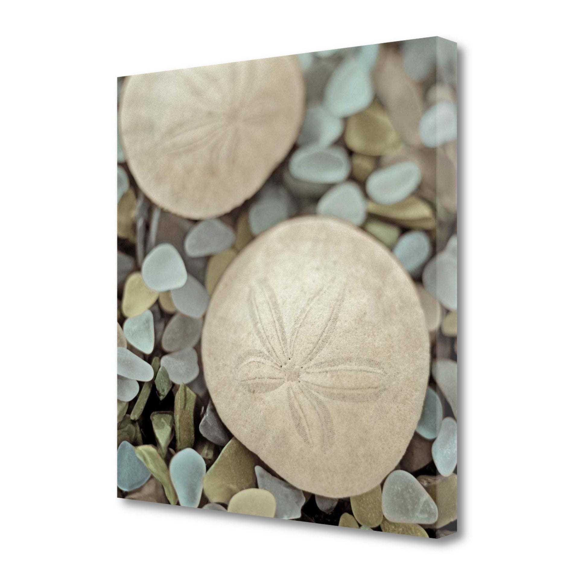 HomeRoots 25" Sand Dollar and Seaglass Giclee Wrap Canvas Wall Art